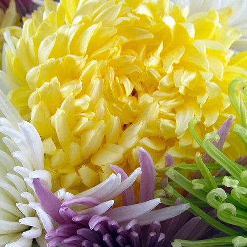 Bulk Chrysanthemums at wholesale flower prices