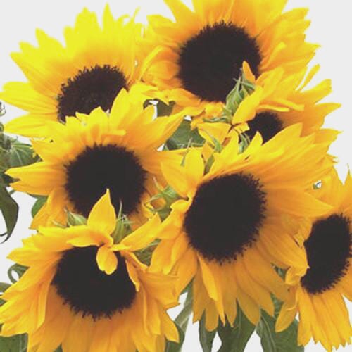 Wholesale flowers: Sunflower (Yellow/ Dark Center)