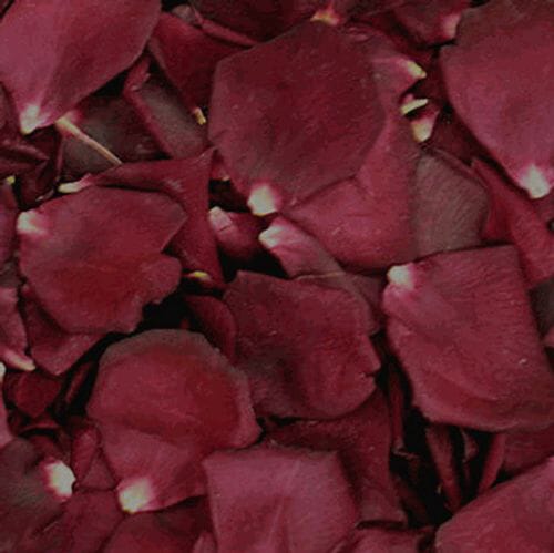 Crimson Red FD Rose Petals (30 Cups)