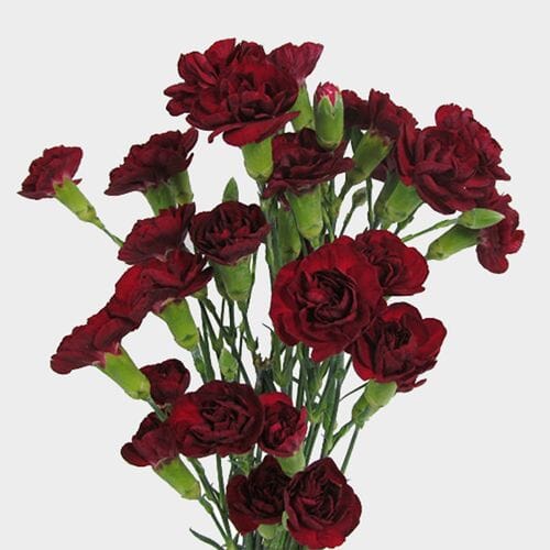 Bulk flowers online - Burgundy Mini Carnation Flowers