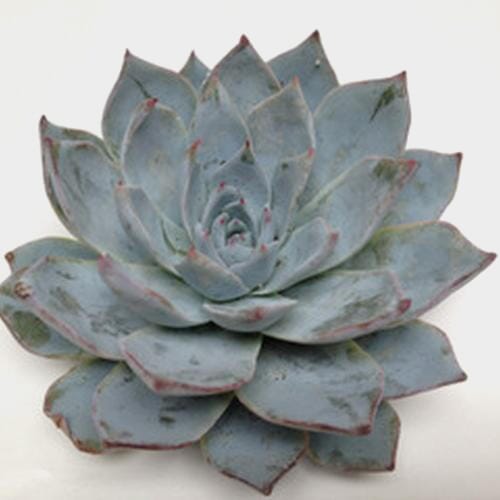 Blue Star Medium Succulents 9cm