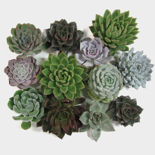 Assorted Small Succulents 7cm