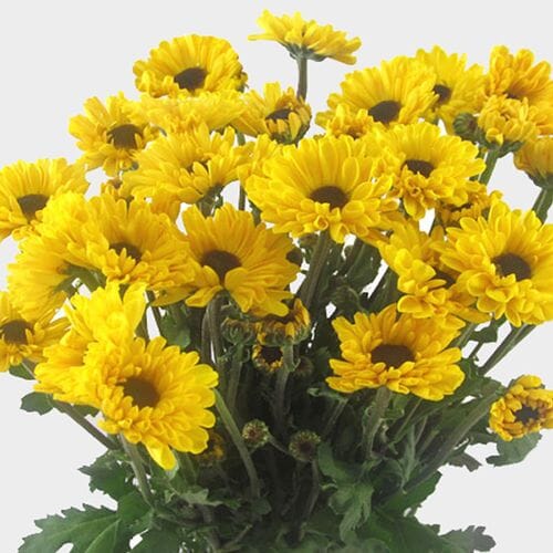 Wholesale flowers prices - buy Vyking Yellow Mum Flowers in bulk
