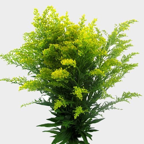 Wholesale flowers: Golden Solidago