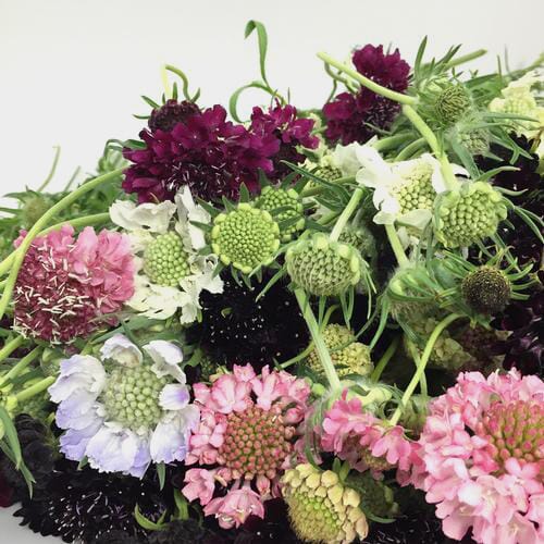 Scabiosa Flowers Assorted Colors (10 Bunches)