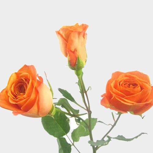 Bulk flowers online - Spray Rose Orange