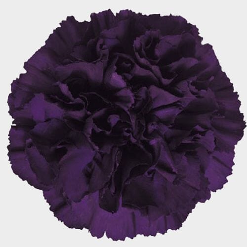 Moonvista Dark Purple Fancy Carnation Flowers