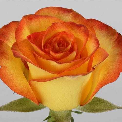Wholesale flowers prices - buy Rose High & Magic 40cm in bulk