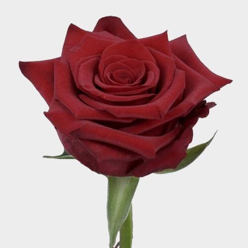 Paris Dark Red Rose 60 Cm.