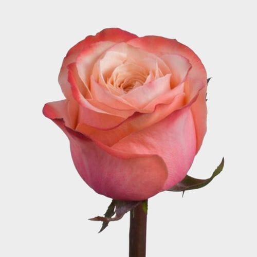 Rose Kahala 50cm
